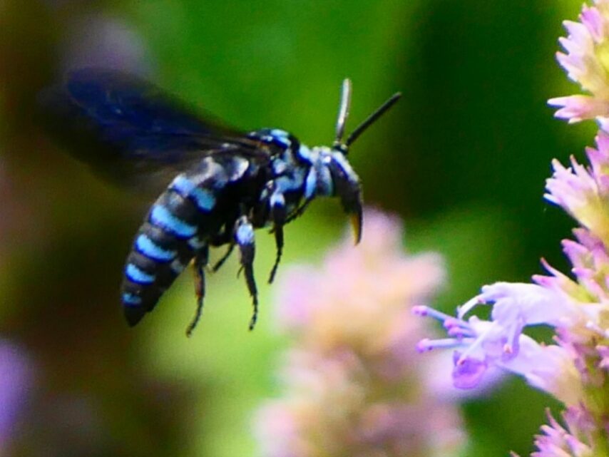 青いハチ ブルービー①