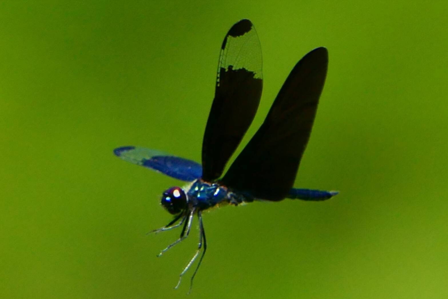 チョウトンボ-3