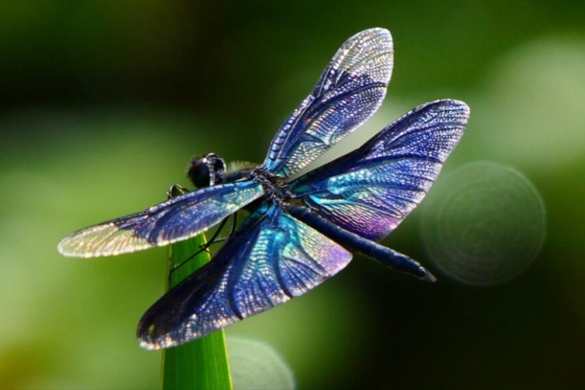 水生植物園のチョウトンボ-2