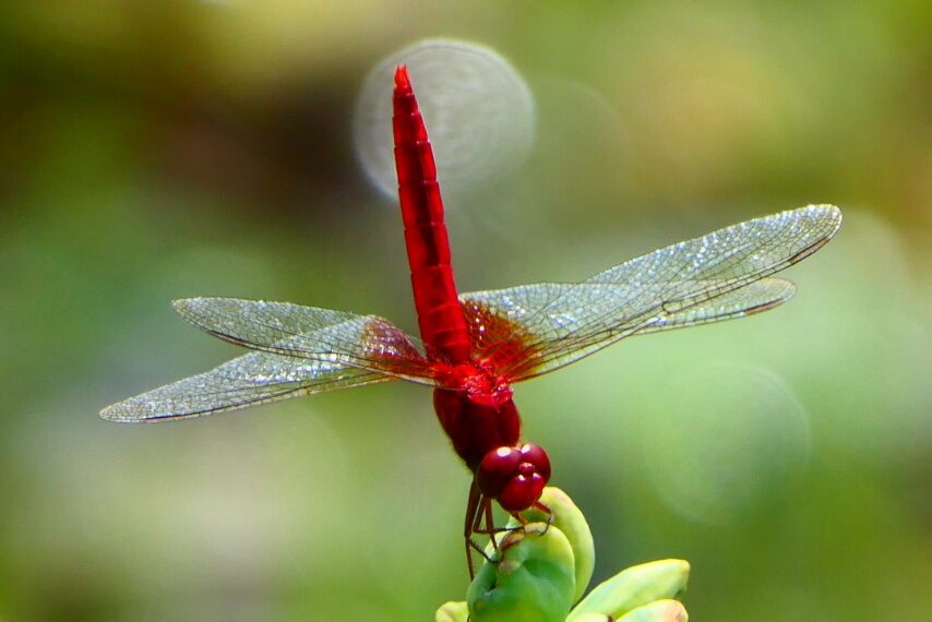 ショウジョウトンボ