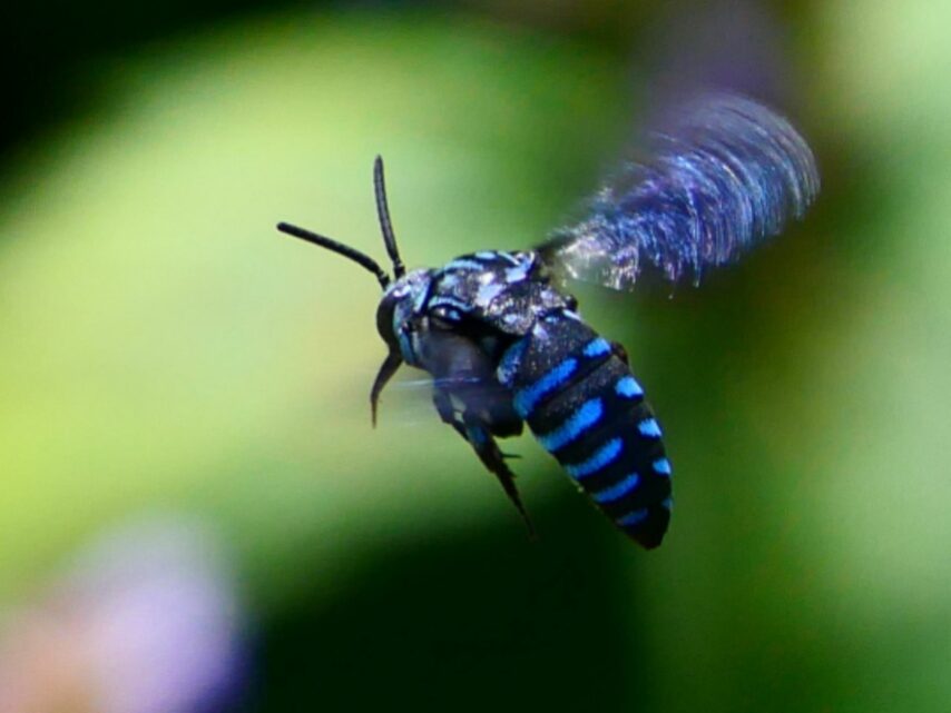 青いハチ ブルービー②