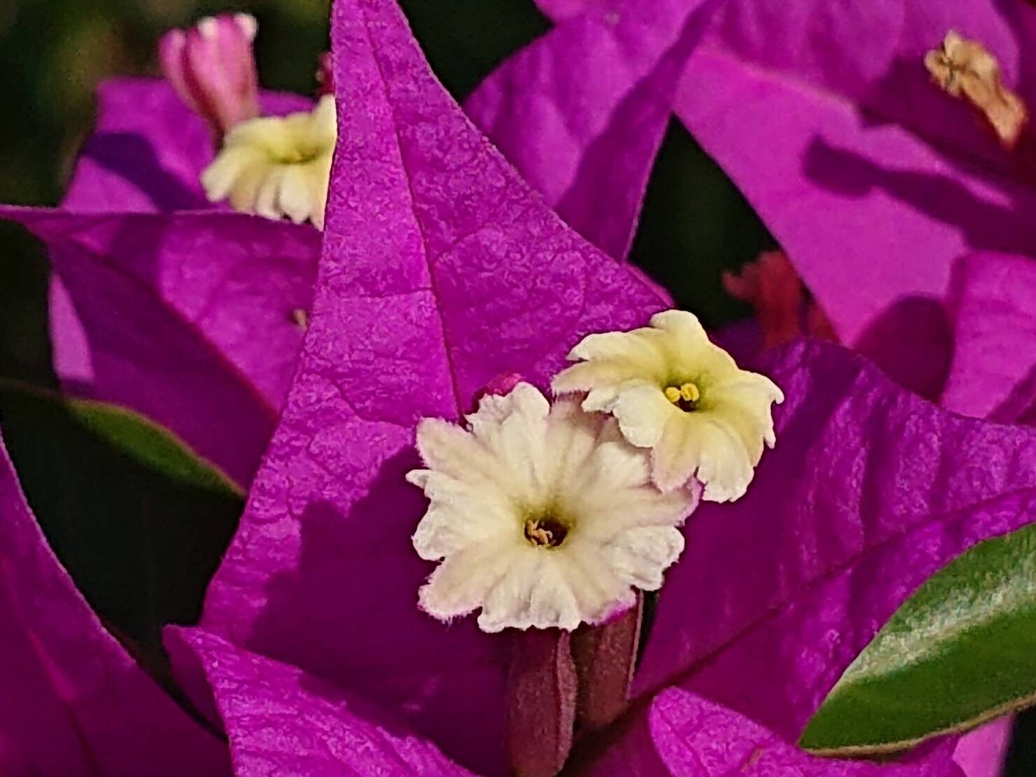 ブーゲンビリア