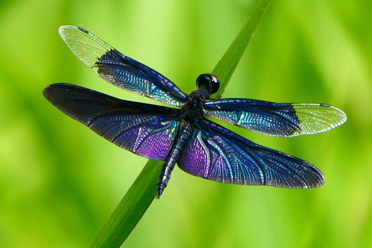 チョウトンボ-1