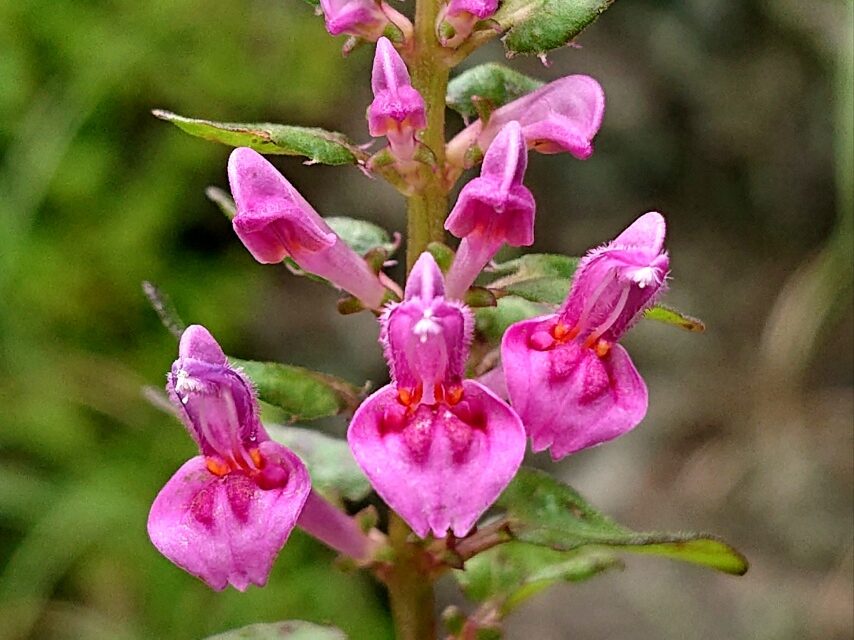 シコクママコナ