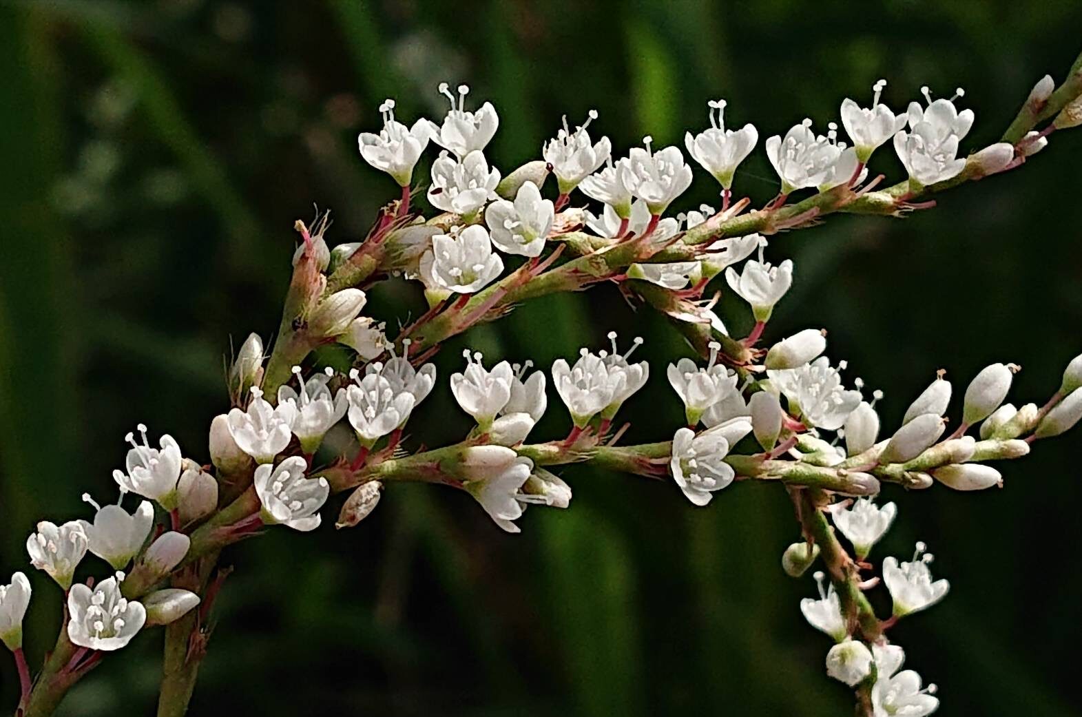 シロバナサクラタデ