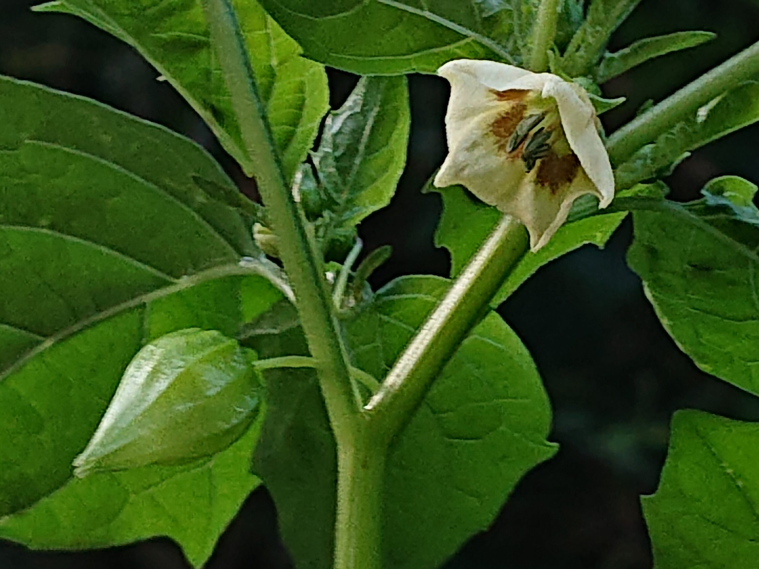 ヒロハフウリンホオズキ