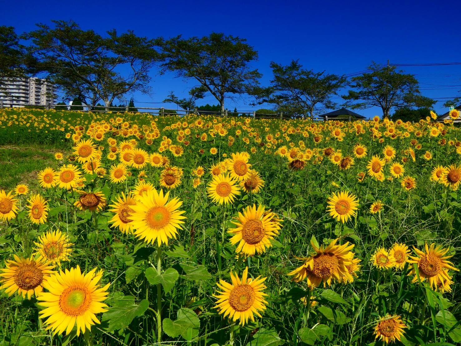 高千穂牧場のヒマワリ