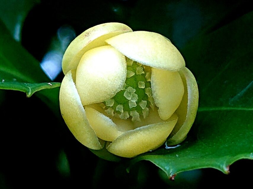 サネカズラ(雌花)