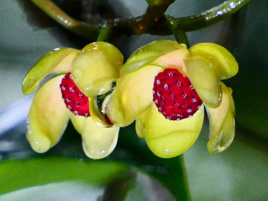 サネカズラ(雄花)