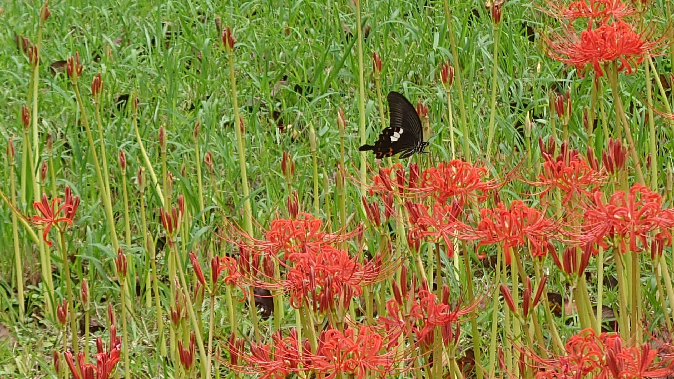 吉野公園のヒガンバナ-4