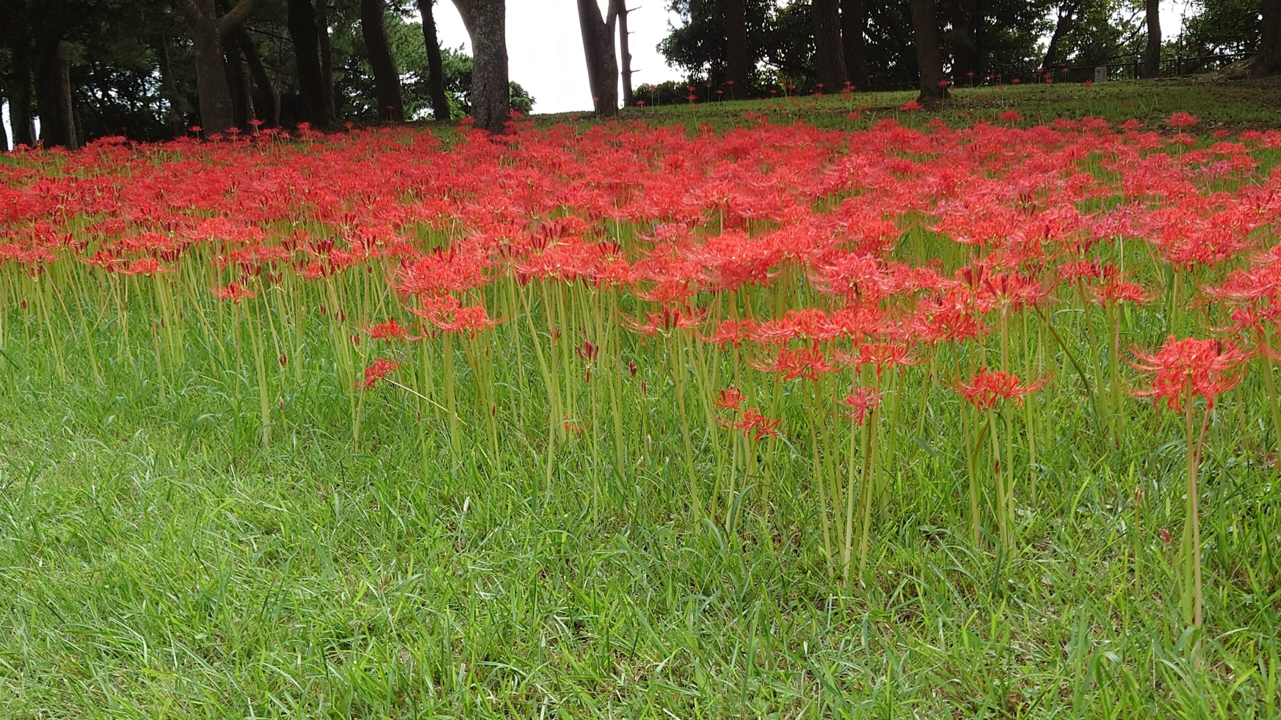 吉野公園のヒガンバナ-1
