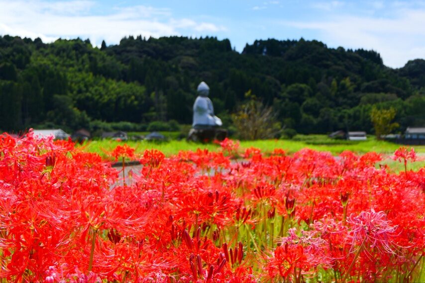 東郷町宍野のヒガンバナ-2