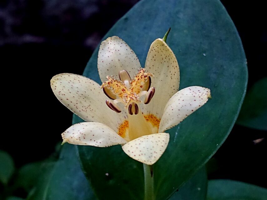 タカクマホトトギス