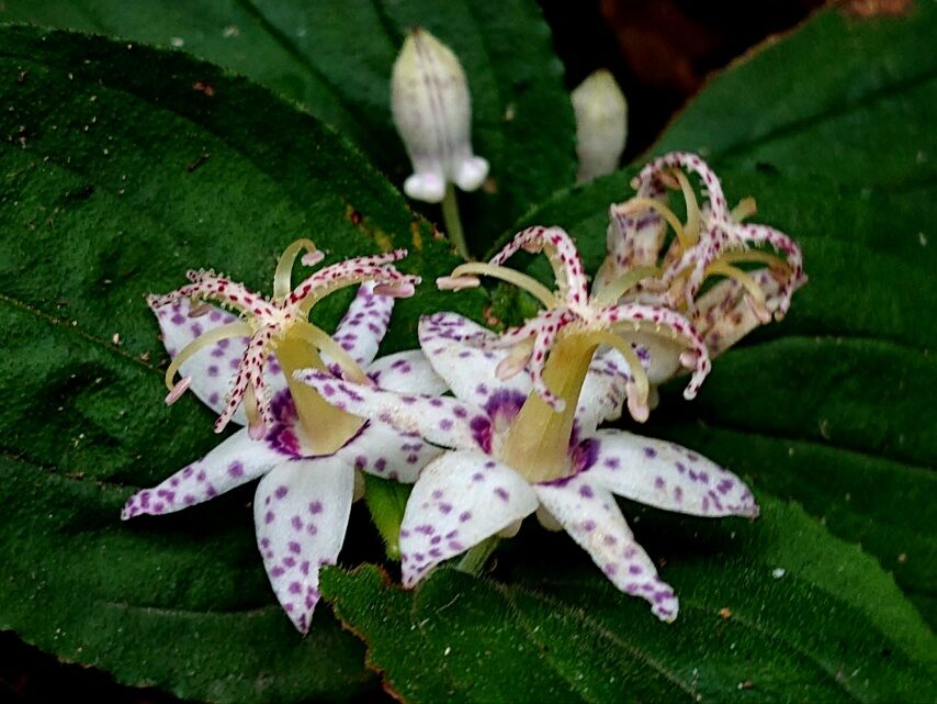 ヤマジノホトトギス