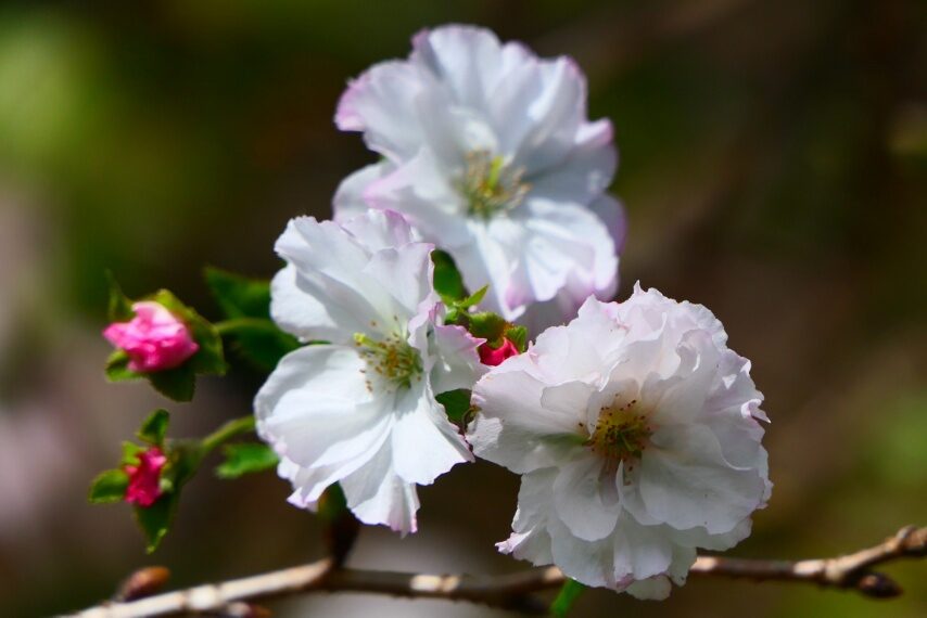 ジュウガツサクラ