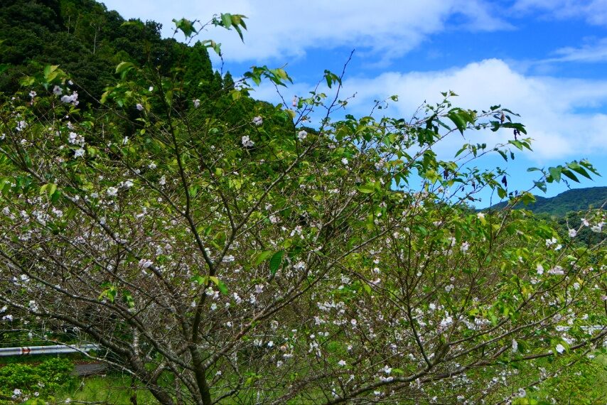 ジュウガツサクラ