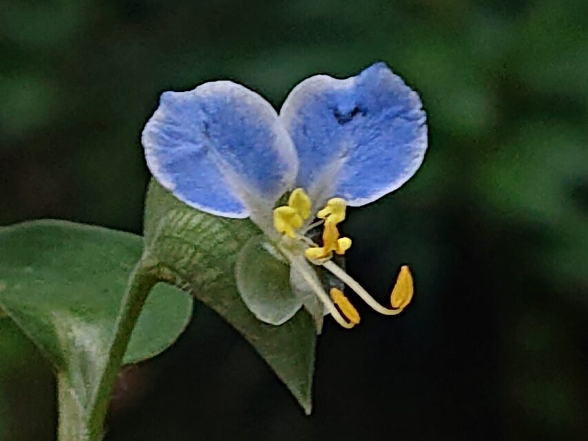 メガネツユクサ