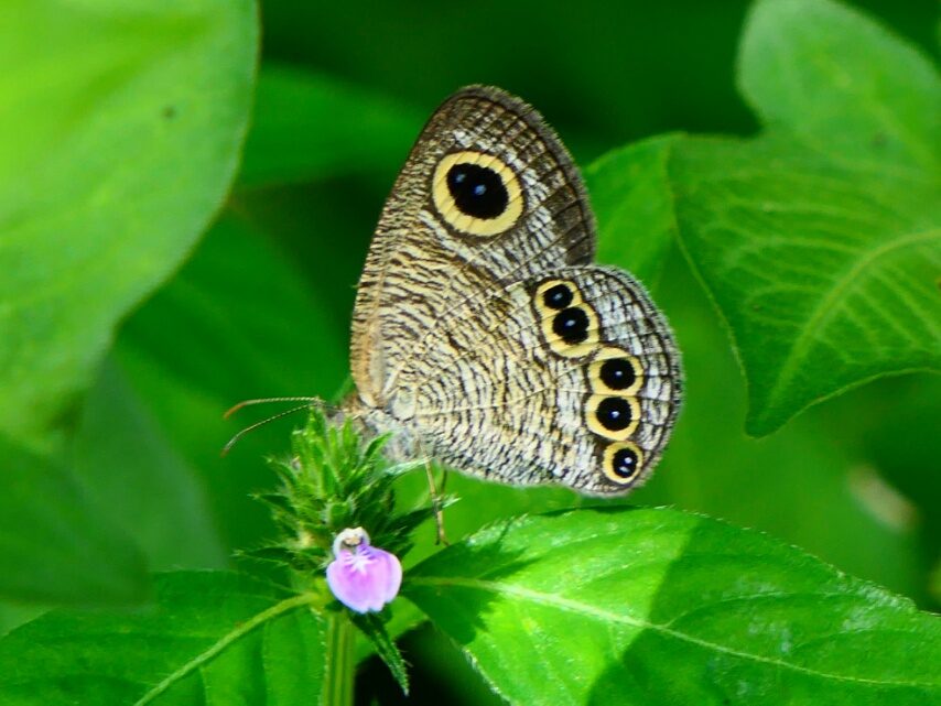 ヒメウラナミジャノメ