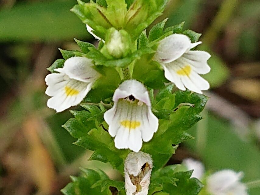 キュウシュウコゴメグサ