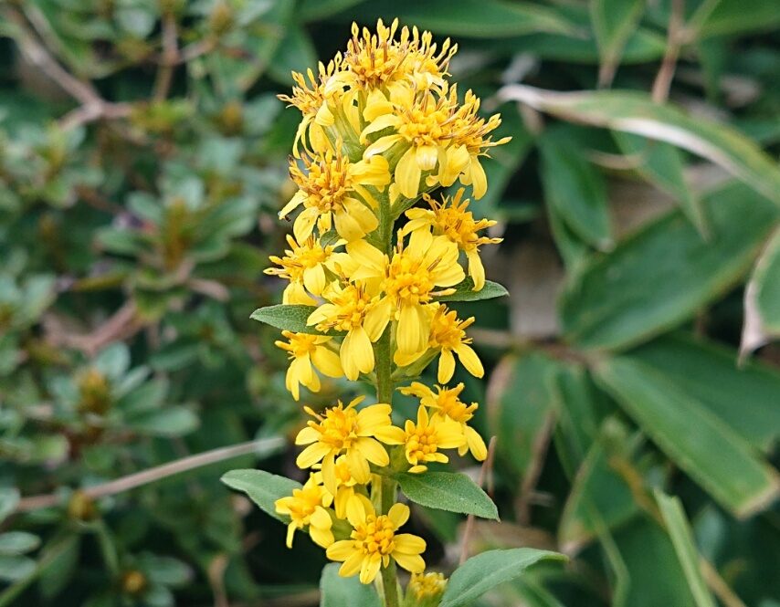 アキノキリンソウ