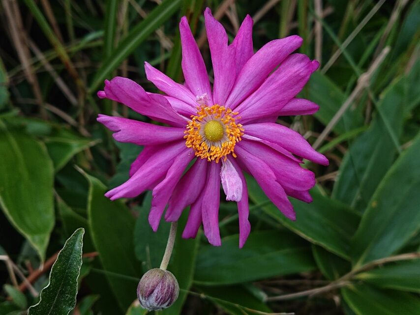 シュウメイギク