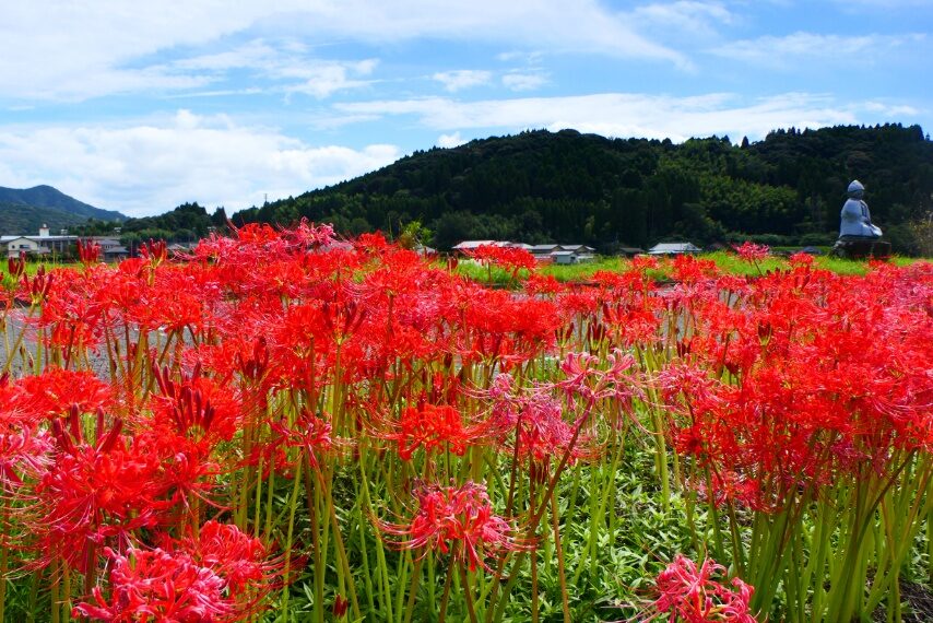 東郷町宍野のヒガンバナ-4