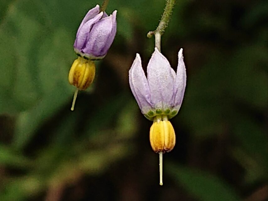 ヒヨドリジョウゴ