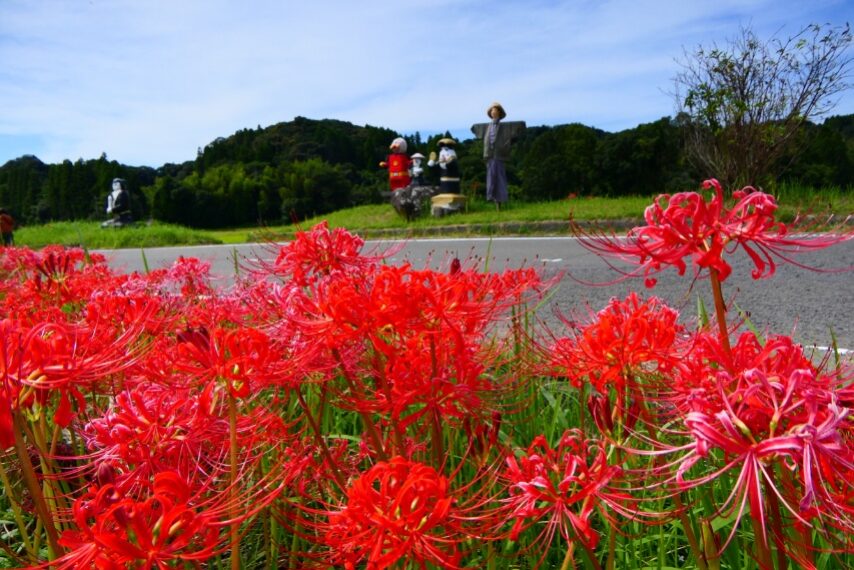 東郷町宍野のヒガンバナ-1