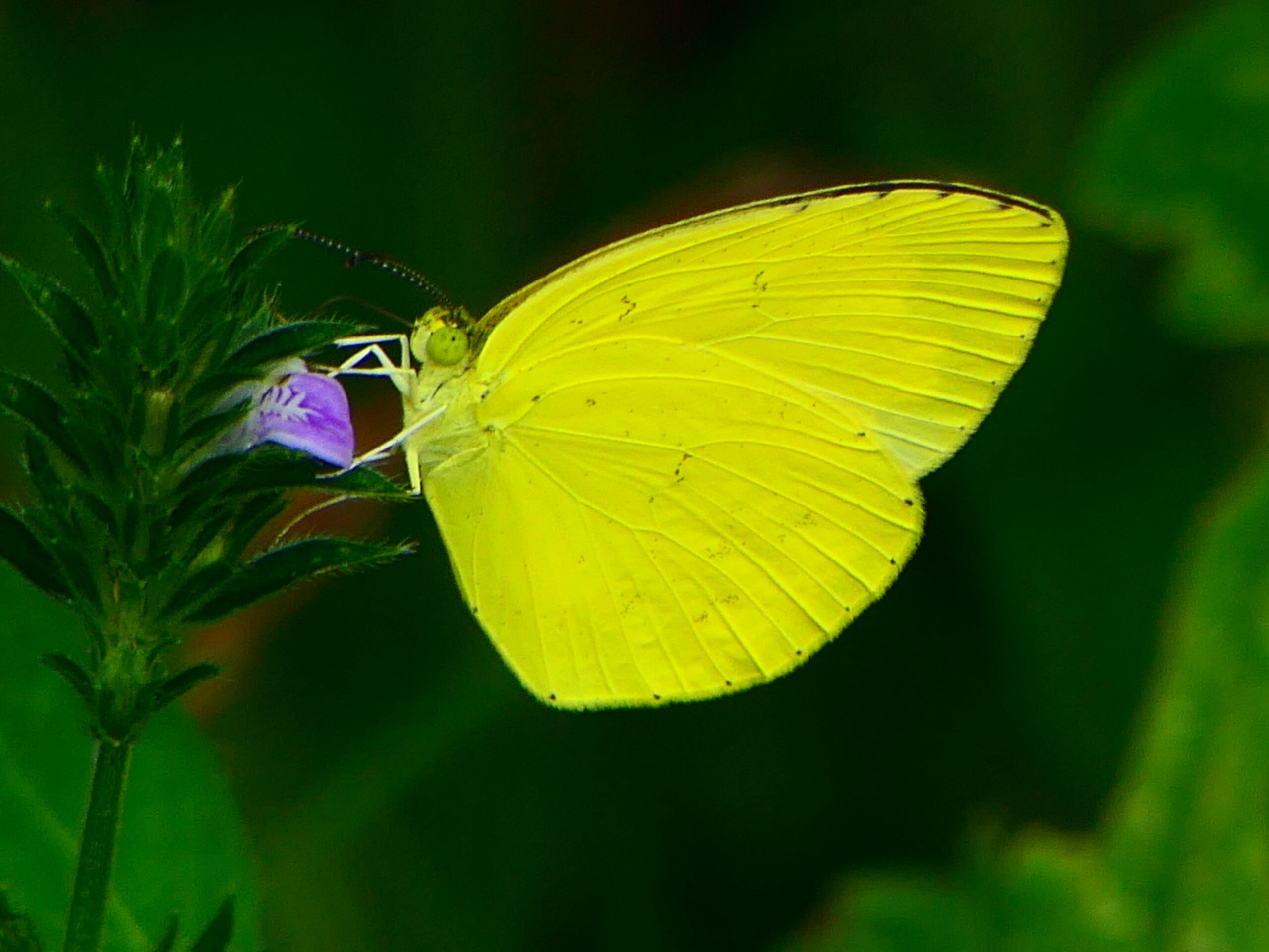 キツネノマゴにキチョウ