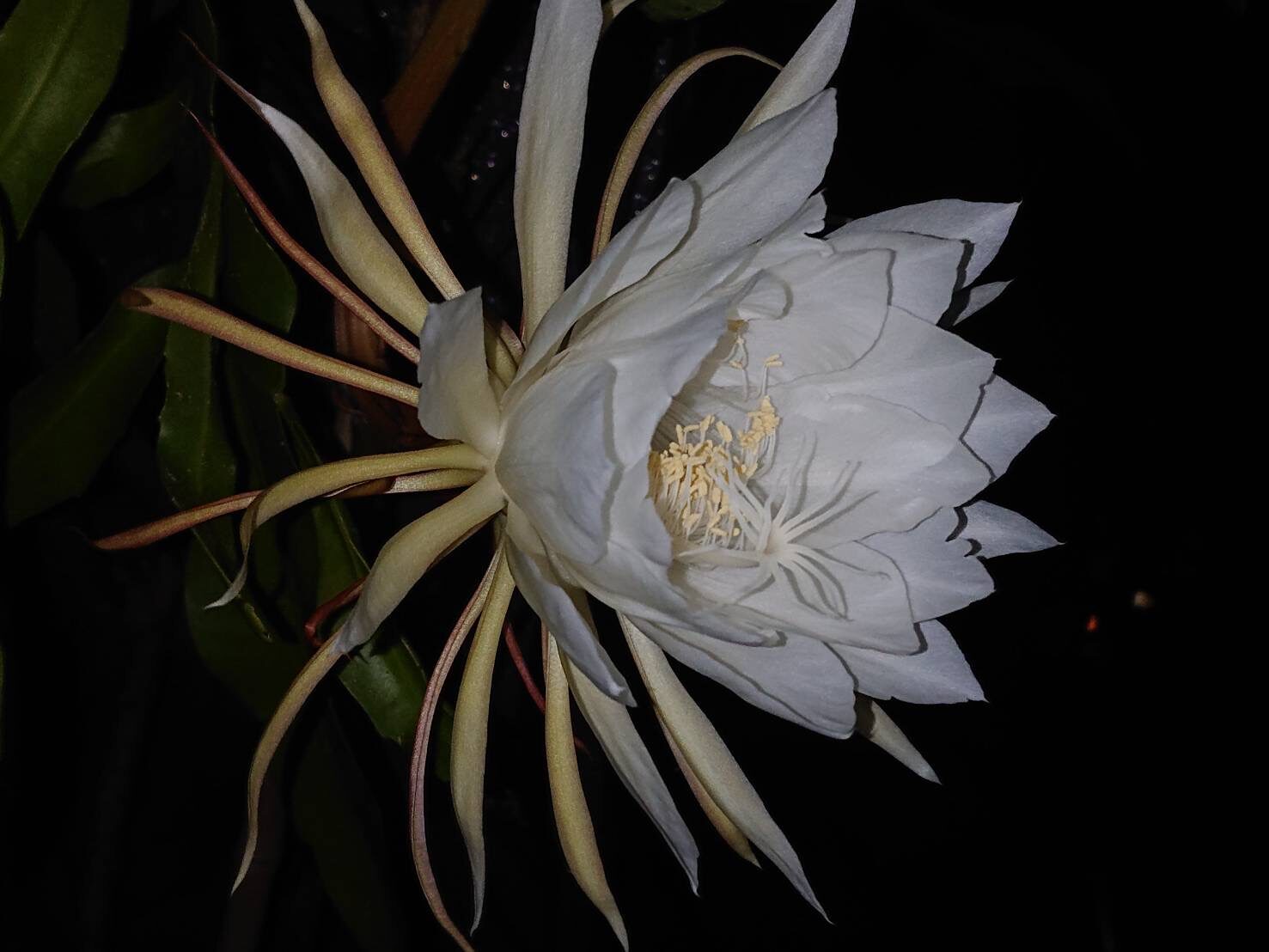 月下美人が開花-4