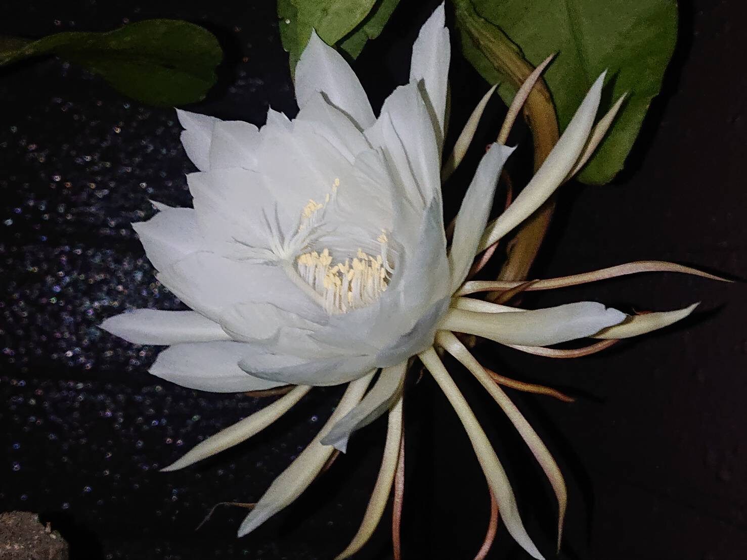 月下美人が開花-3