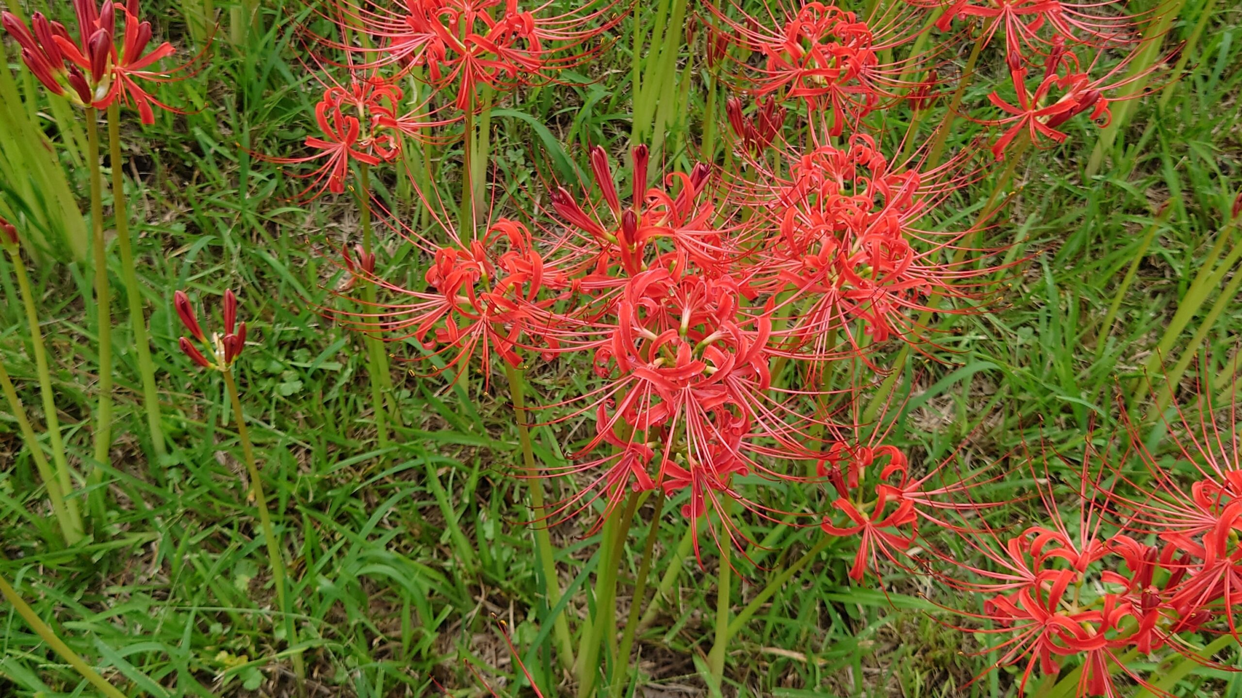 吉野公園のヒガンバナ-2