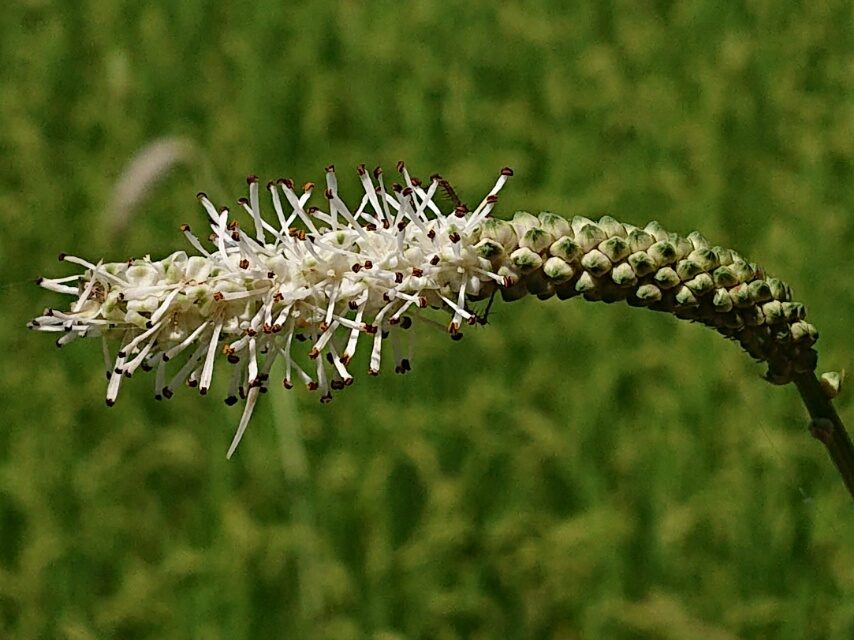 ナガボノシロワレモコウ