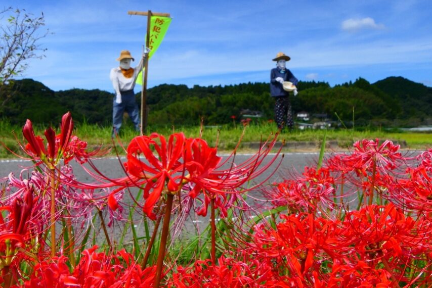 東郷町宍野のヒガンバナ-3
