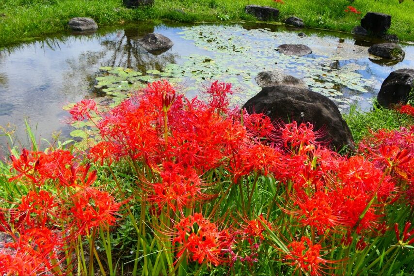 東郷町宍野のヒガンバナ-5
