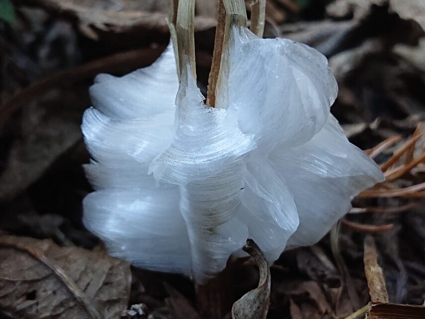 シモバシラが作った霜柱