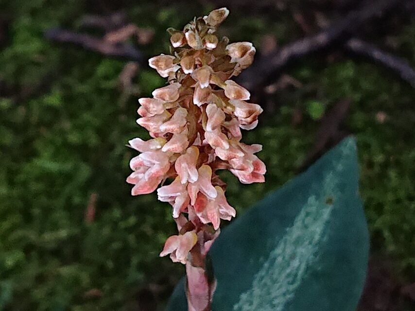 ハチジョウシュスラン