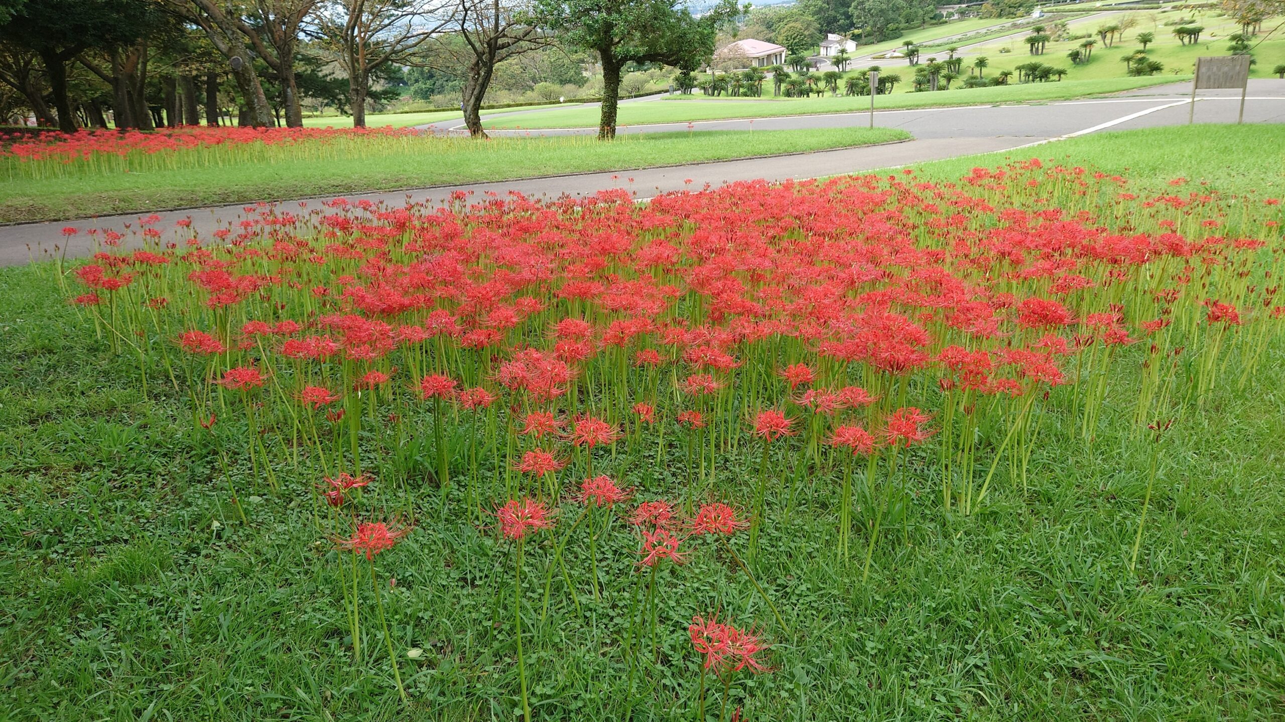 吉野公園のヒガンバナ-3