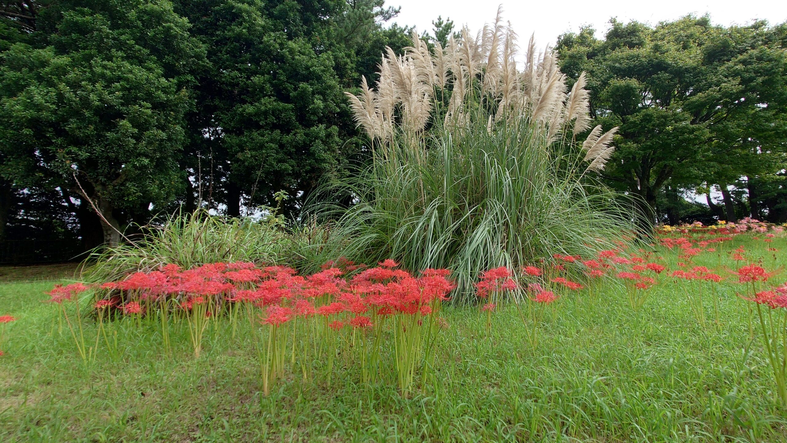 吉野公園のヒガンバナ-5