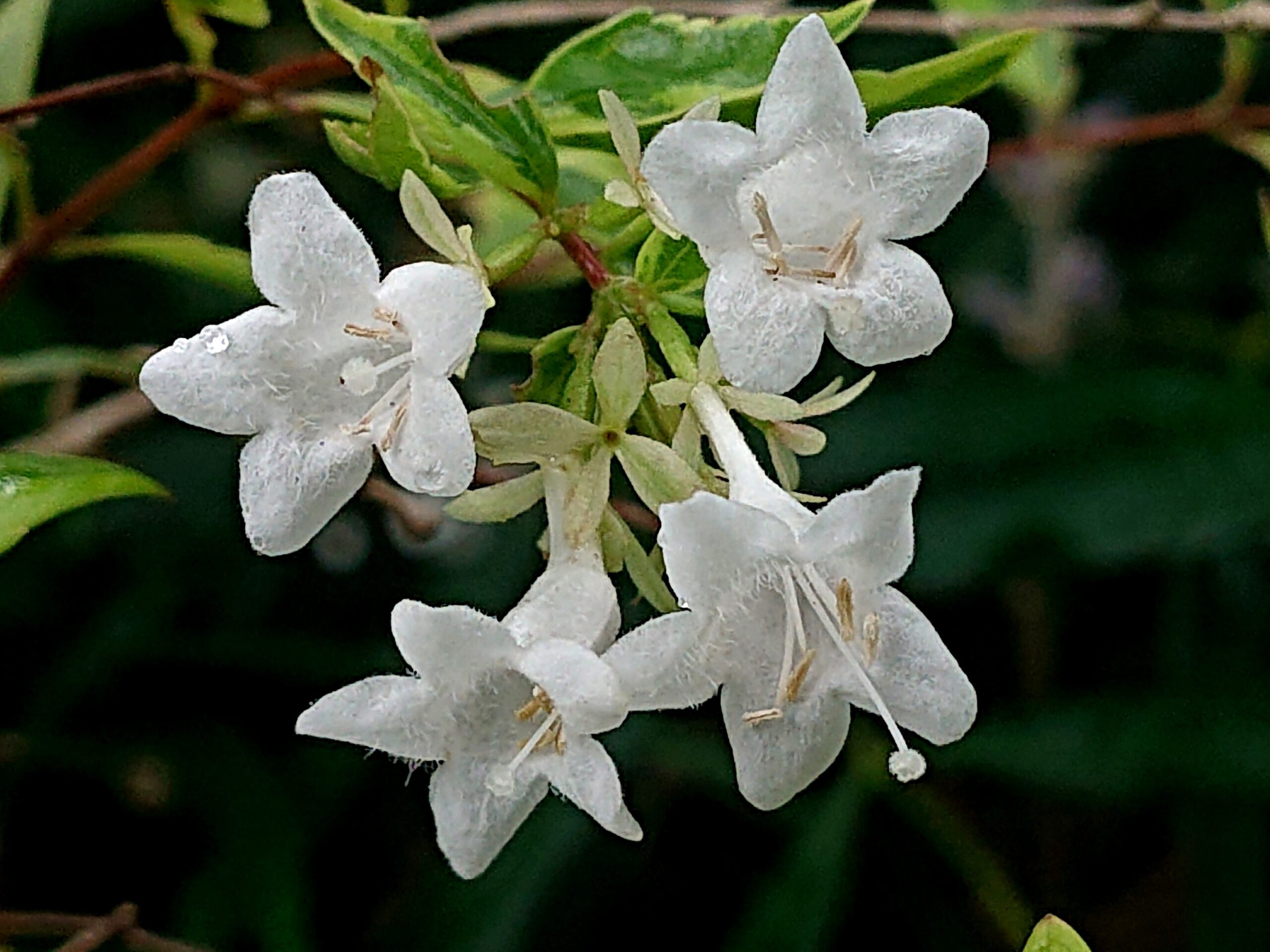 ハナツクバネウツギ