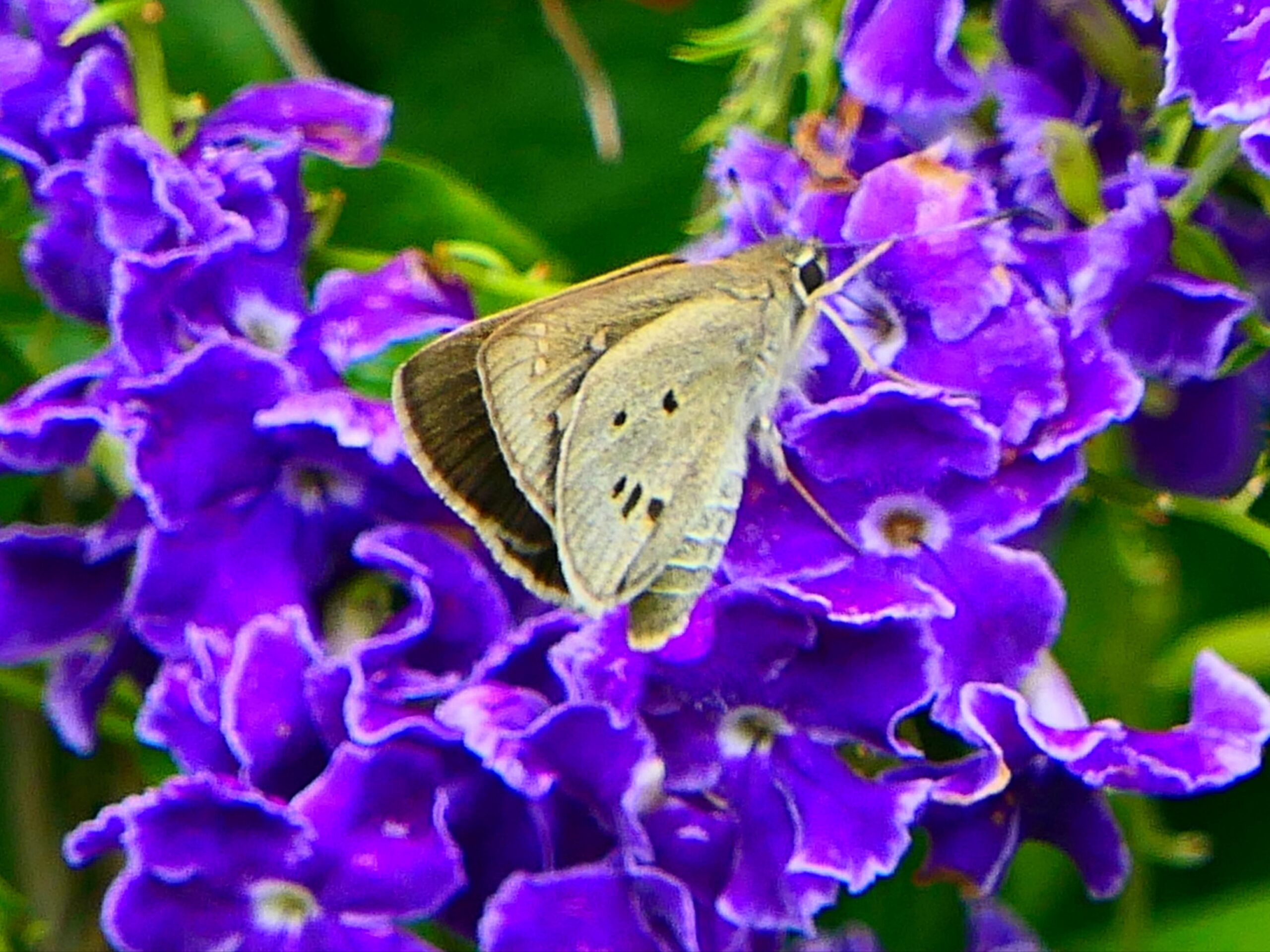 デュランタにクロボシセセリ