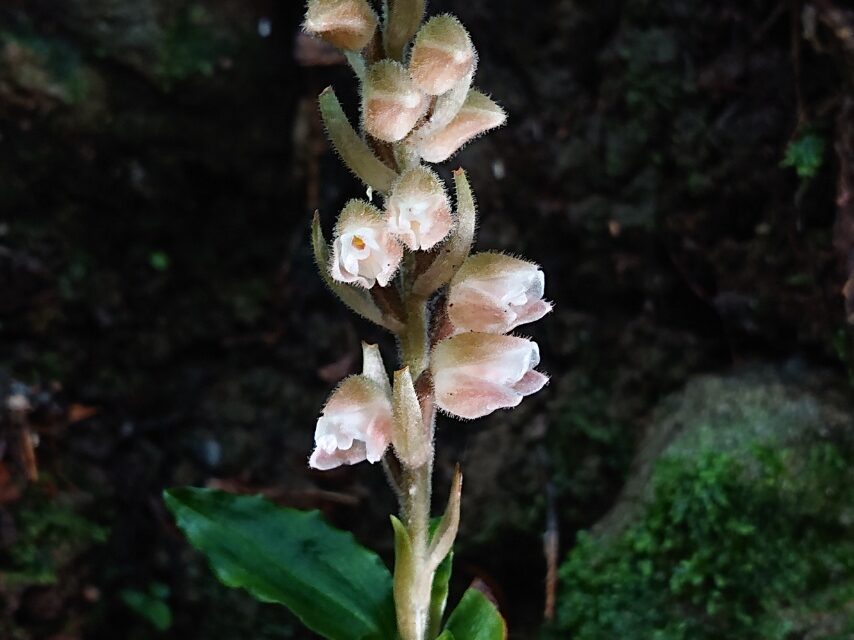 ツユクサシュスラン