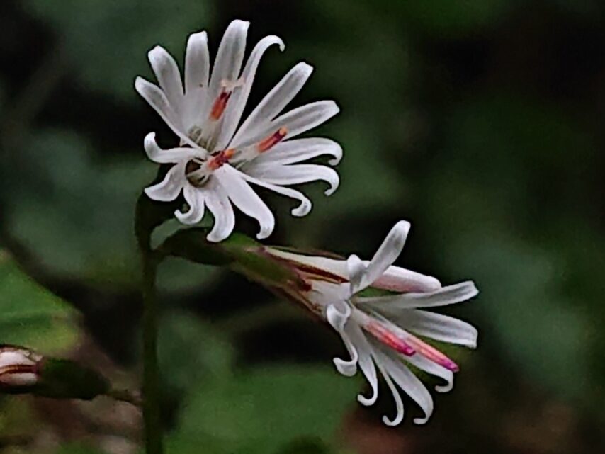 キッコウハグマ