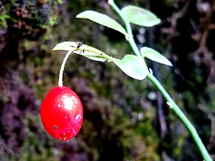 ケアクシバの実
