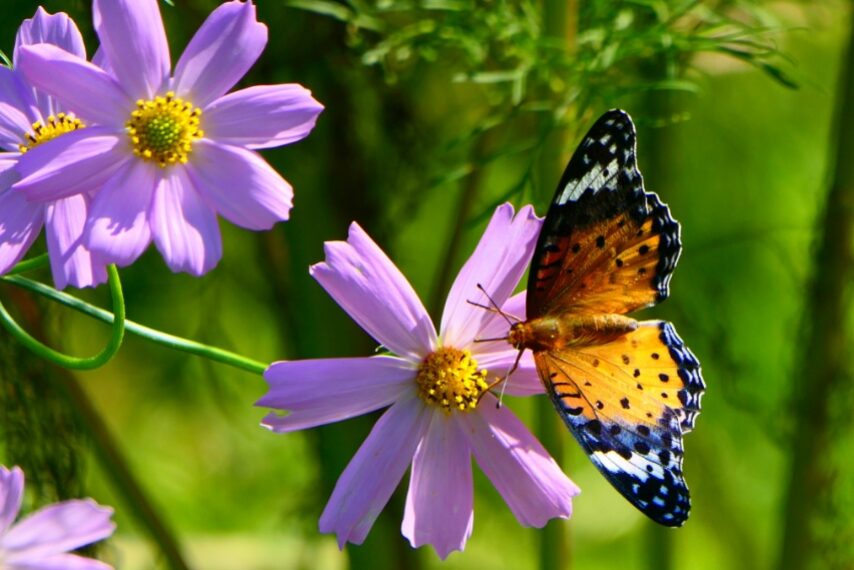 ツマグロヒョウモン