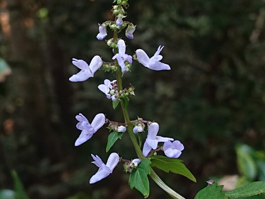 タカクマヒキオコシ