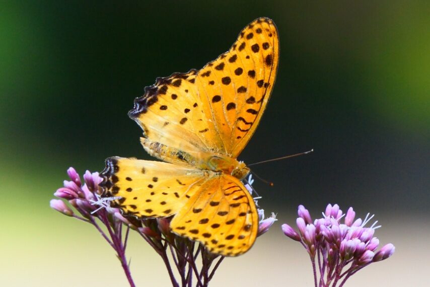 ツマグロヒョウモン