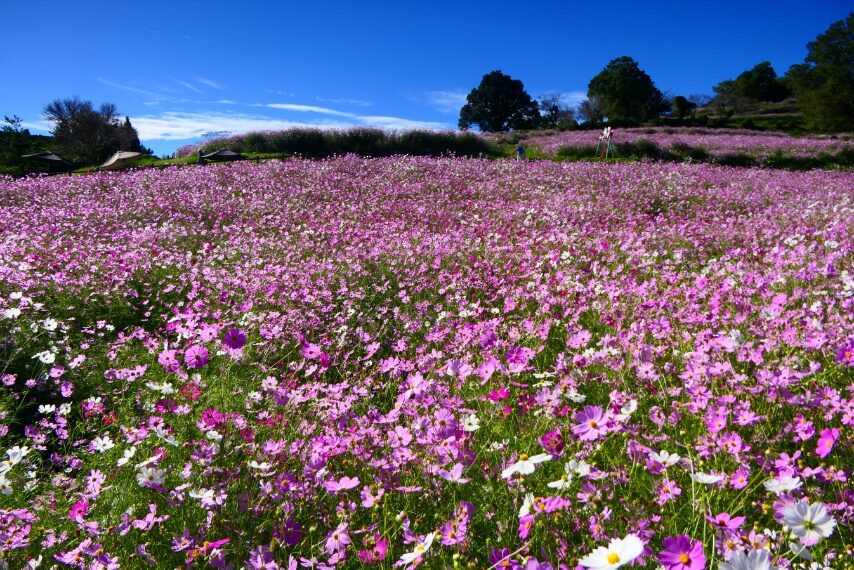 上場高原のコスモス
