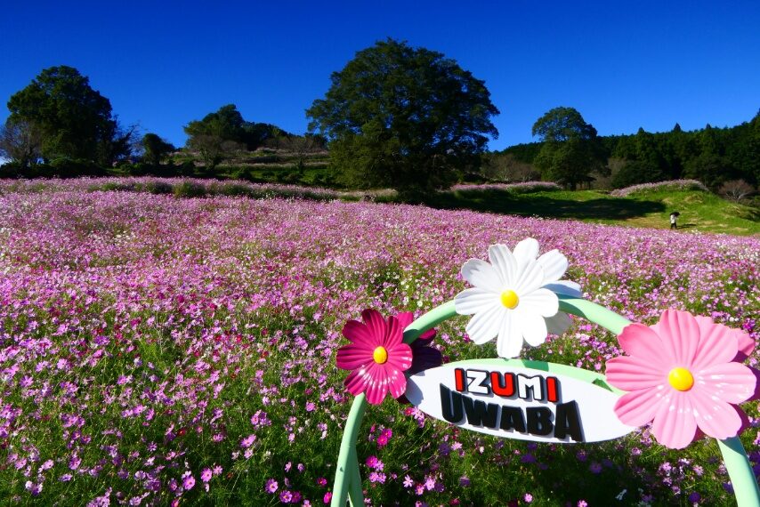 上場高原のコスモス