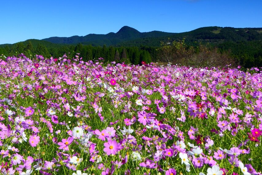 上場高原のコスモス